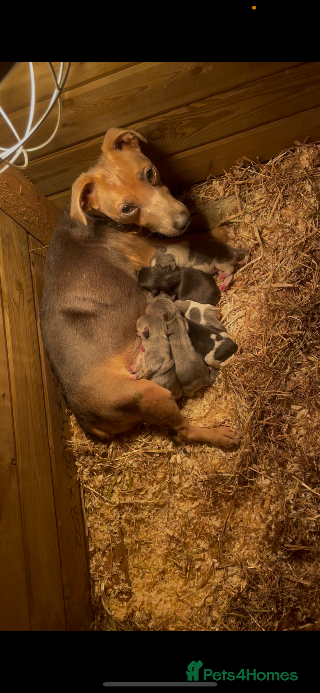 Jack Russell dogs for sale: Jack Russell puppy  - Advert 5