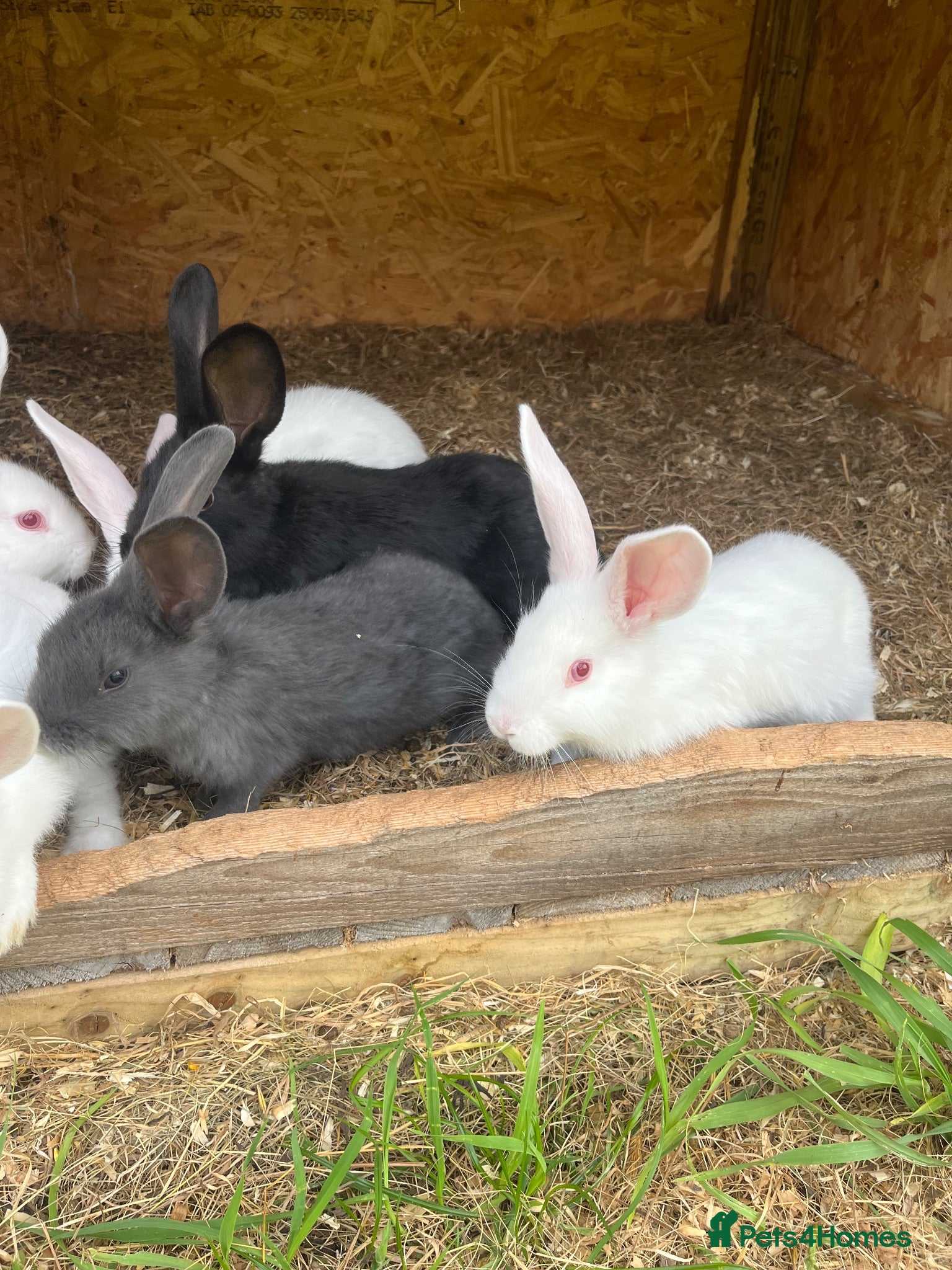New Zealand rabbits Rabbits for sale very nice and very friendly with  - Advert 16