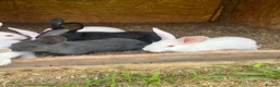 New Zealand rabbits for sale: Rabbits for sale very nice and very friendly with  - Advert 1
