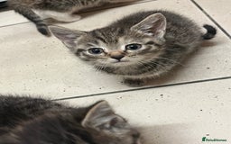 Mixed Breed cats for sale: Adorable mixed breed kittens  - Advert 26