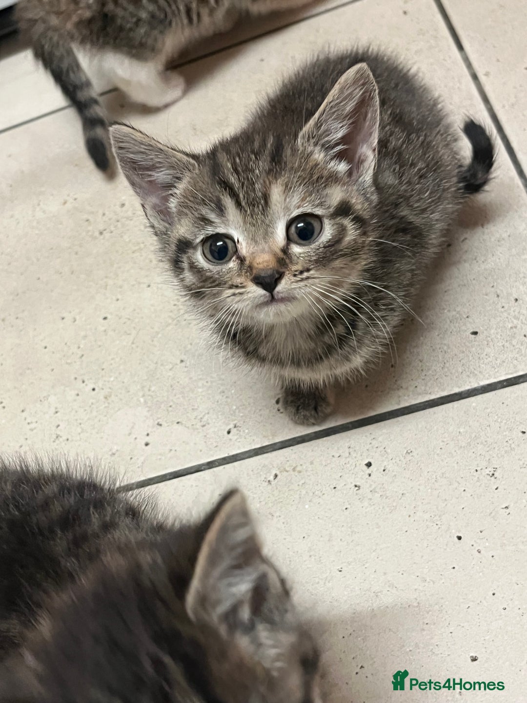 Mixed Breed cats for sale: Adorable mixed breed kittens  - Advert 26