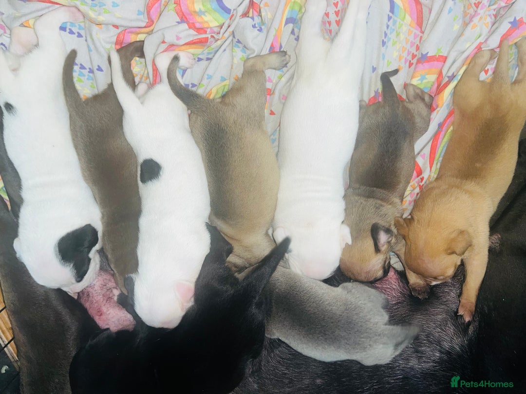 American Bull Staffy dogs for sale: Beautiful American bulldog x staff puppies   - Image 4