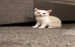 Mixed Breed cats for sale: White girls  - Image 2