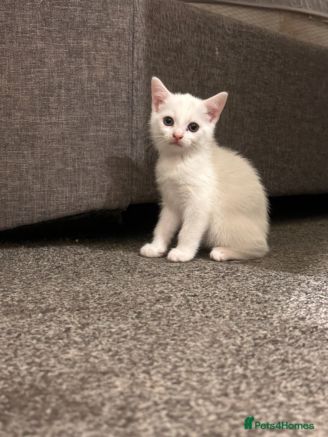 Mixed Breed cats for sale: White girls  - Image 2