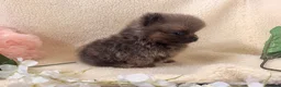 Pomeranian dogs for sale: Teddy bear Pomeranian  **  fluffy Poms  - Advert 14