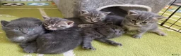 Mixed Breed cats for sale: Adorable grey kittens & tabby grey kittens  in Salisbury - Advert 16