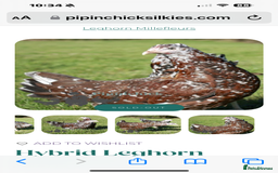 Chickens poultry for sale: Job lot chicken set up including 9 chickens - Image 5