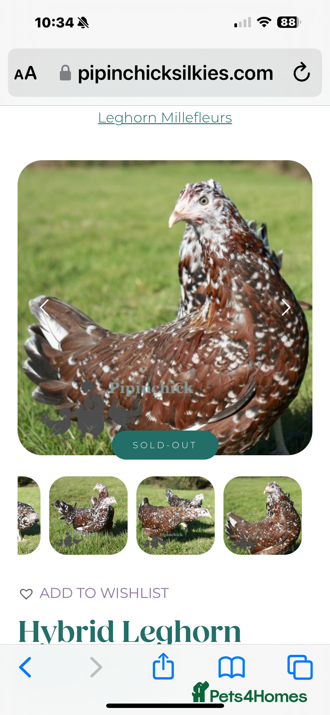 Chickens poultry for sale: Job lot chicken set up including 9 chickens - Image 5