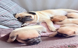 Mixed Breed dogs for sale: Adorable Pug x Pomeranian Puppies  - Image 37