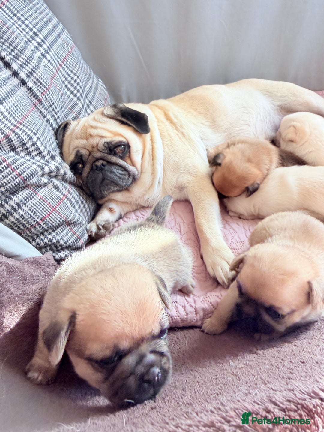 Mixed Breed dogs for sale: Adorable Pug x Pomeranian Puppies  - Image 37