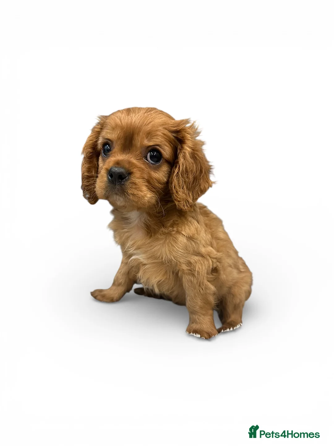 Cavalier King Charles Spaniel dogs for sale: **KC REGISTERED DNA CLEAR 🧬 CAVALIER PUPPIES** - Advert 14