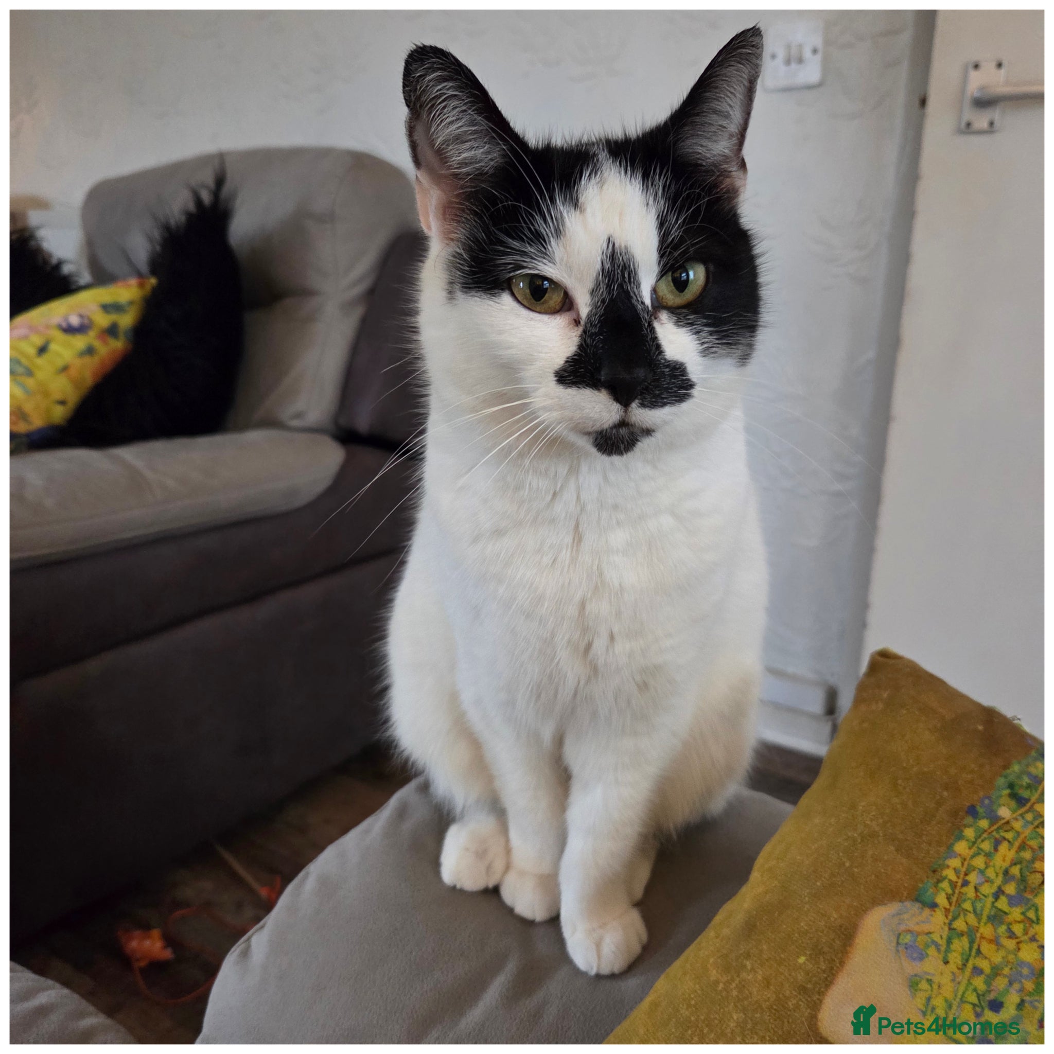 Mixed Breed cats Black and white male kitten - Advert 16