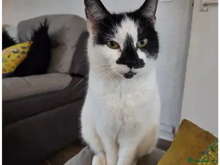 Mixed Breed cats Black and white male kitten - Advert 3