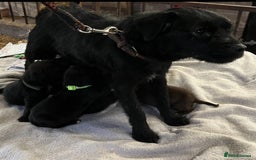 Patterdale Terrier dogs for sale: Quality Patterdale Terrier Puppies  - Advert 9