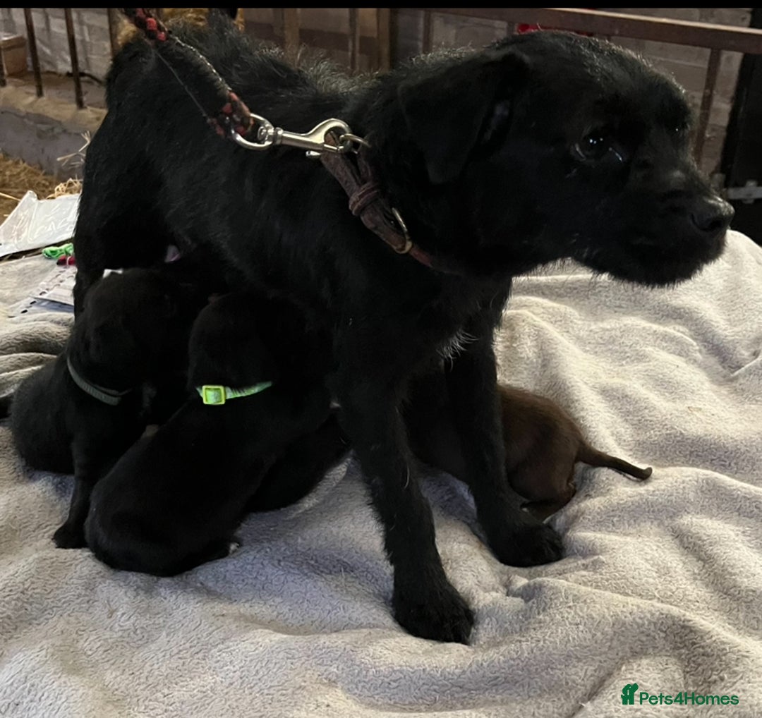 Patterdale Terrier dogs for sale: Quality Patterdale Terrier Puppies  - Advert 9