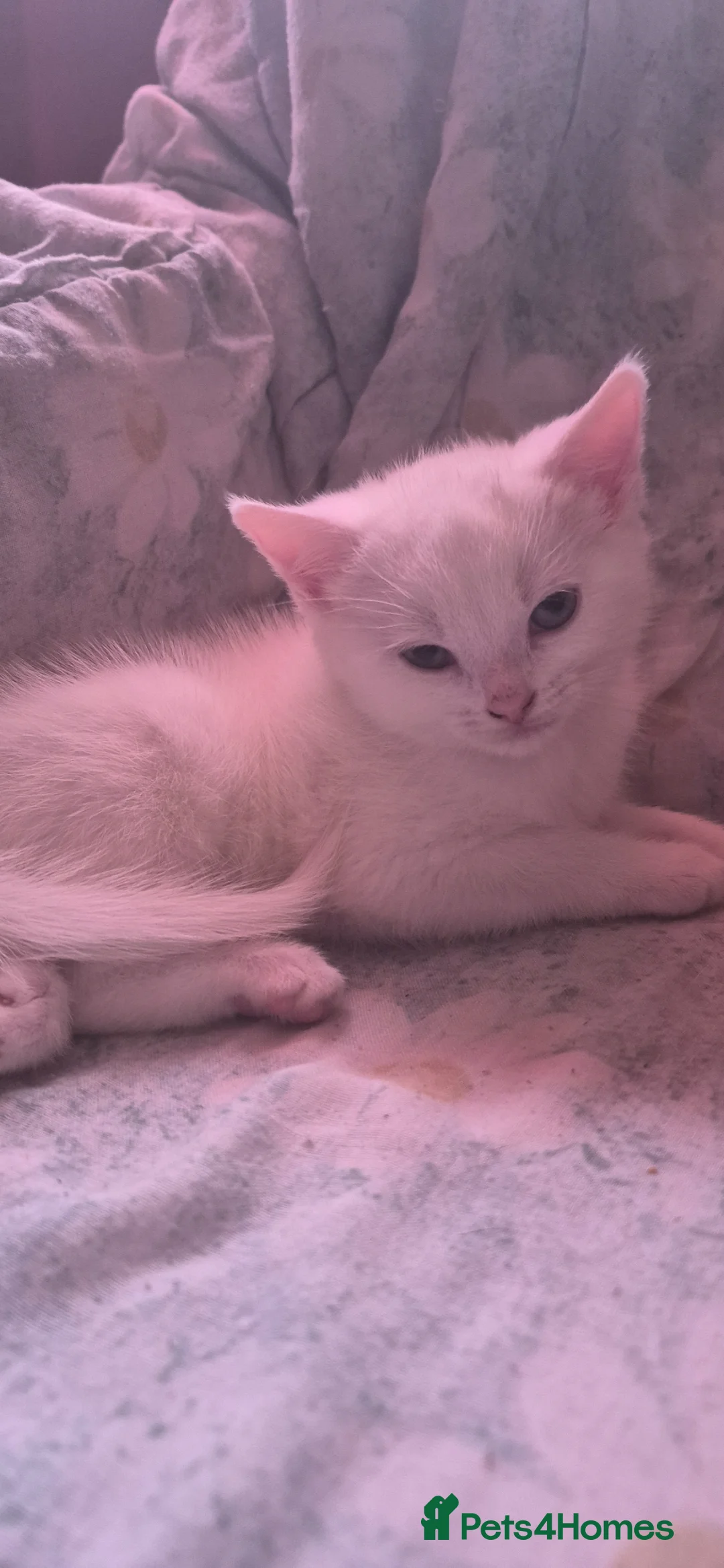 Mixed Breed cats for sale: Kittens in Bradford - Advert 3
