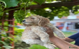 Cockapoo dogs for sale: 6 beautiful cockapoo puppies - Image 20