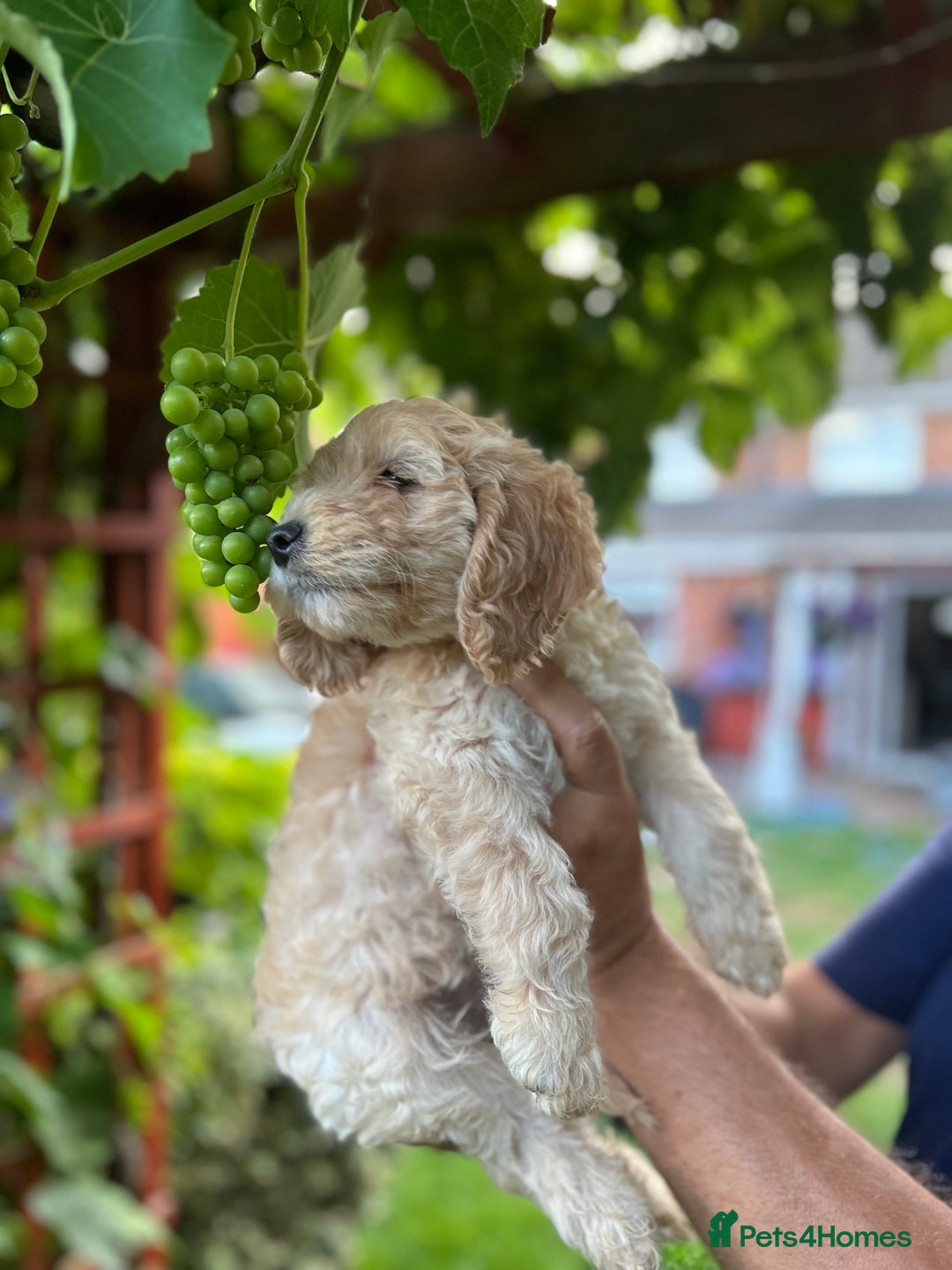 Cockapoo dogs for sale: 6 beautiful cockapoo puppies - Image 20