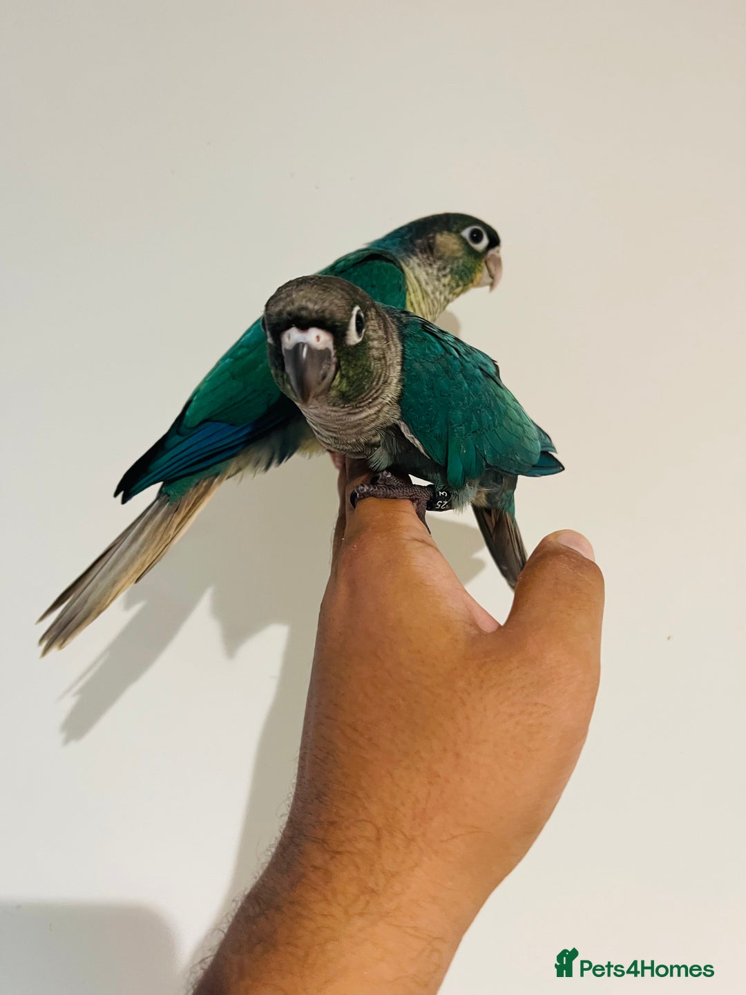 Conures birds for sale: Hand reared conures for sale - Image 14
