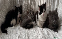 Maine Coon cats for sale: GORGEOUS MAINE COON KITTENS - Image 2