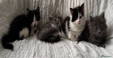 Maine Coon cats - Advert 15