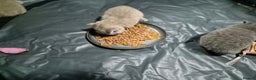 British Shorthair cats for sale: Perfect bsh kittens, very chunky and fluffy!!!! - Advert 7