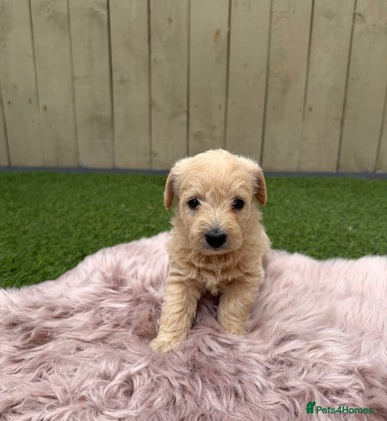 Westiepoo dogs Stunning Westiepoo’s From Health Tested Parents 🧬 - Advert 1