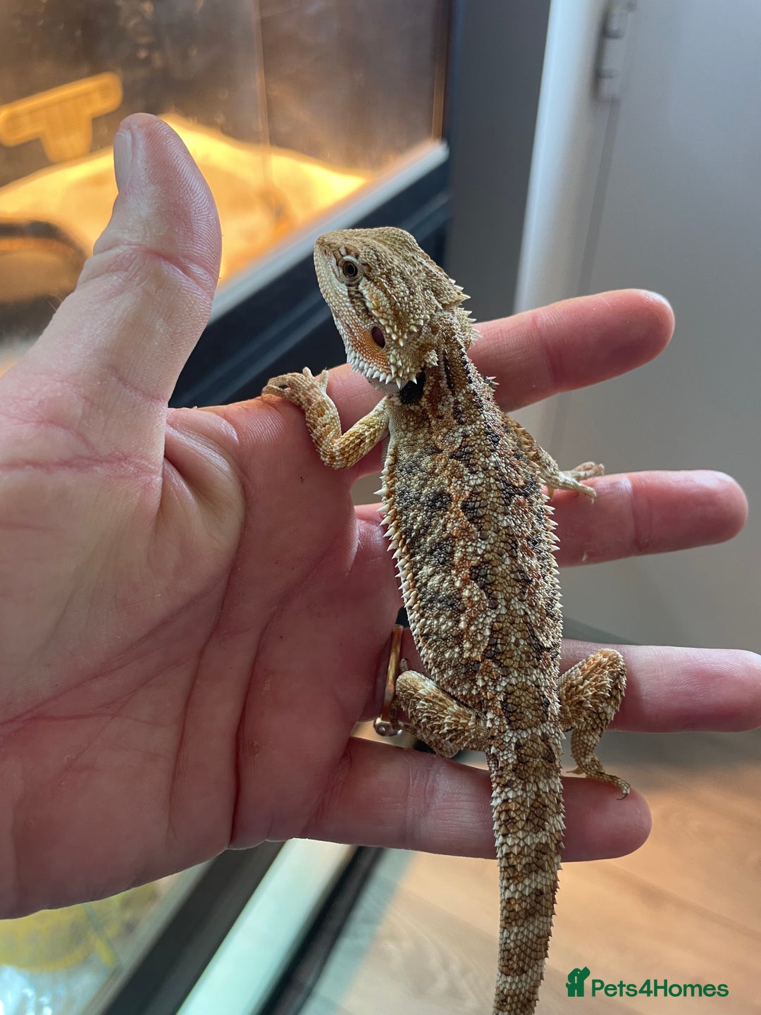 Bearded Dragon reptiles for sale: 60 Baby bearded dragons  - Image 5
