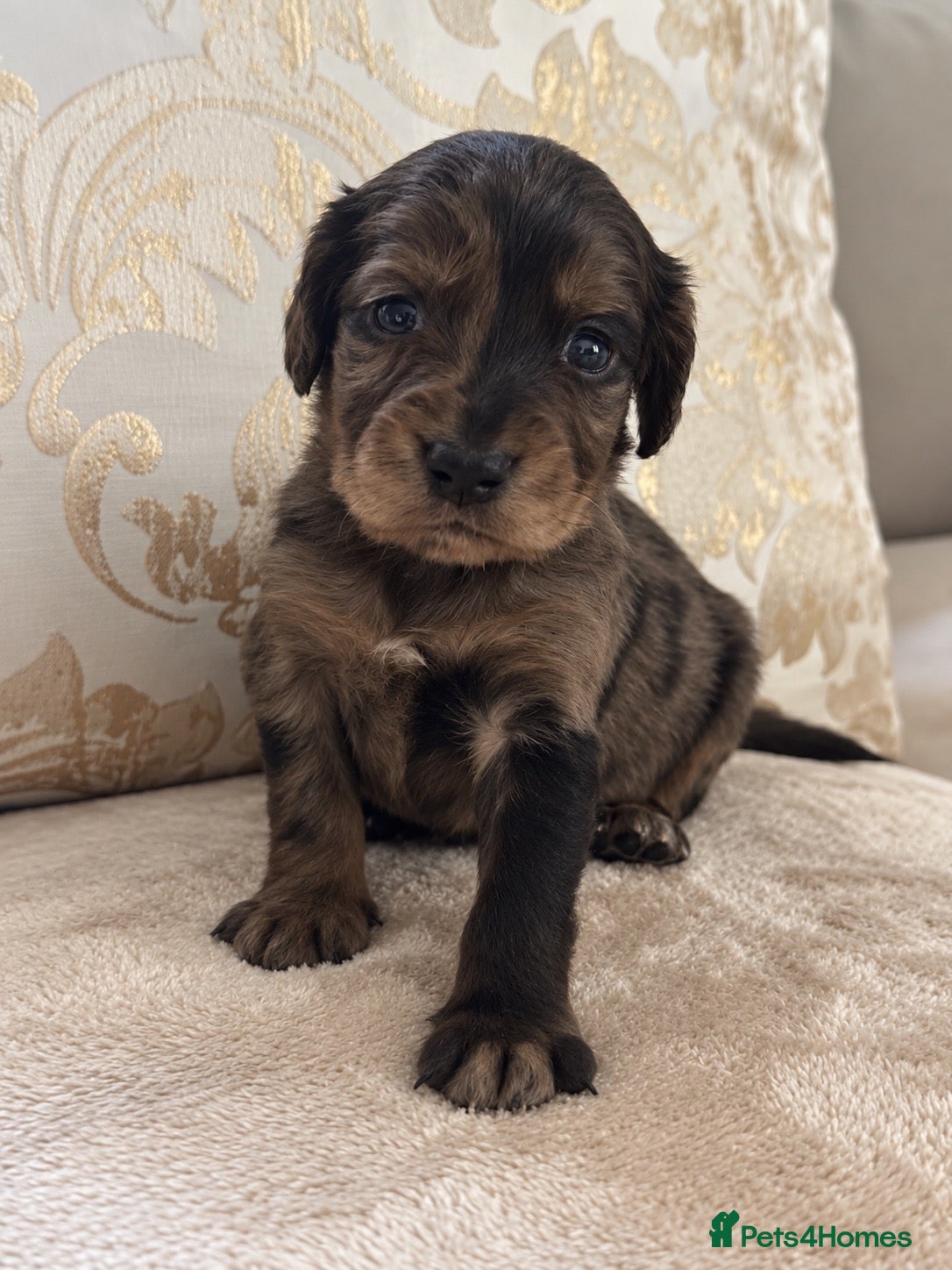Cocker Spaniel dogs Working cocker spaniel puppies - Advert 1