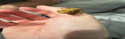 Gecko reptiles for sale: Crested Gecko in Waltham Cross - Advert 2