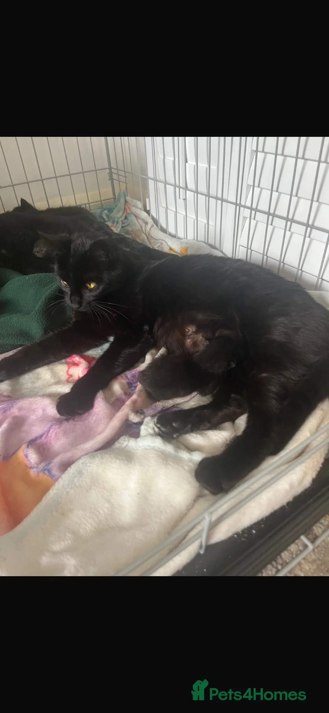 Mixed Breed cats for sale: Female kittens - Advert 7