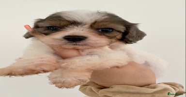 Cavapoo dogs - Advert 14