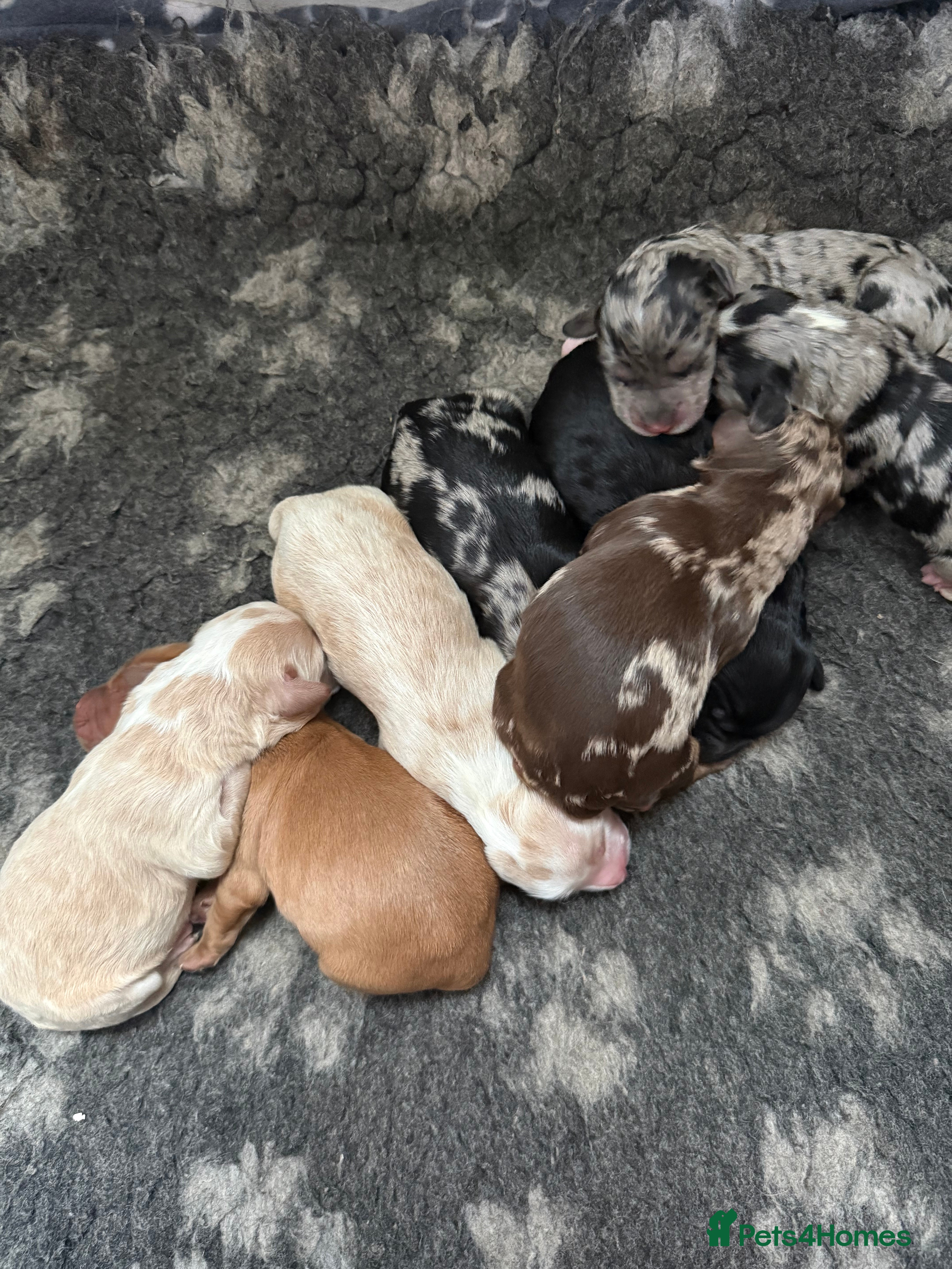 Australian Labradoodle dogs AUSTRALIAN LABRADOODLE PUPPIES - Advert 5