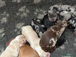 Australian Labradoodle dogs AUSTRALIAN LABRADOODLE PUPPIES - Advert 2