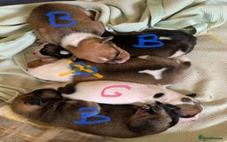 Staffordshire Bull Terrier dogs for sale: Staffordshire Bull Terrier puppies  - Image 5