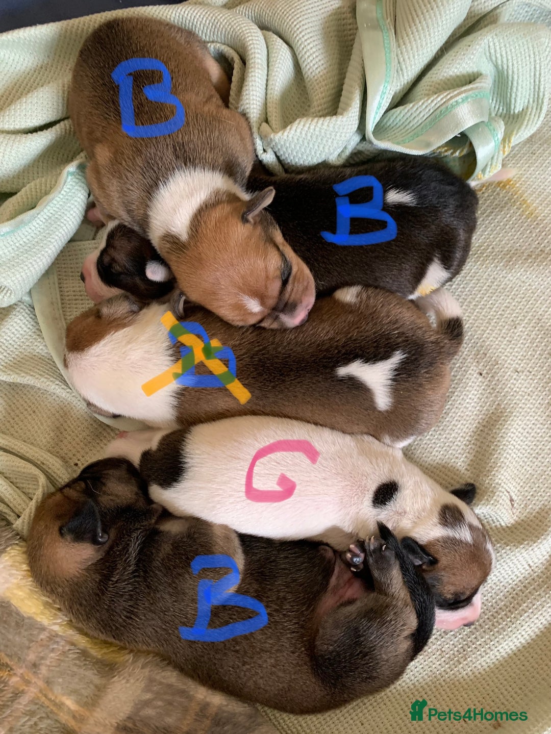 Staffordshire Bull Terrier dogs for sale: Staffordshire Bull Terrier puppies  - Image 5