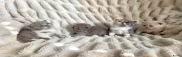 British Shorthair cats for sale: Outstanding GCCF British Shorthair Kittens  - Advert 15