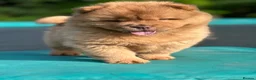 Chow Chow dogs for sale: Beautiful Babies nearly ready to leave - Advert 5