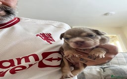 English Bulldog dogs for sale: English Bulldogs  - Image 30
