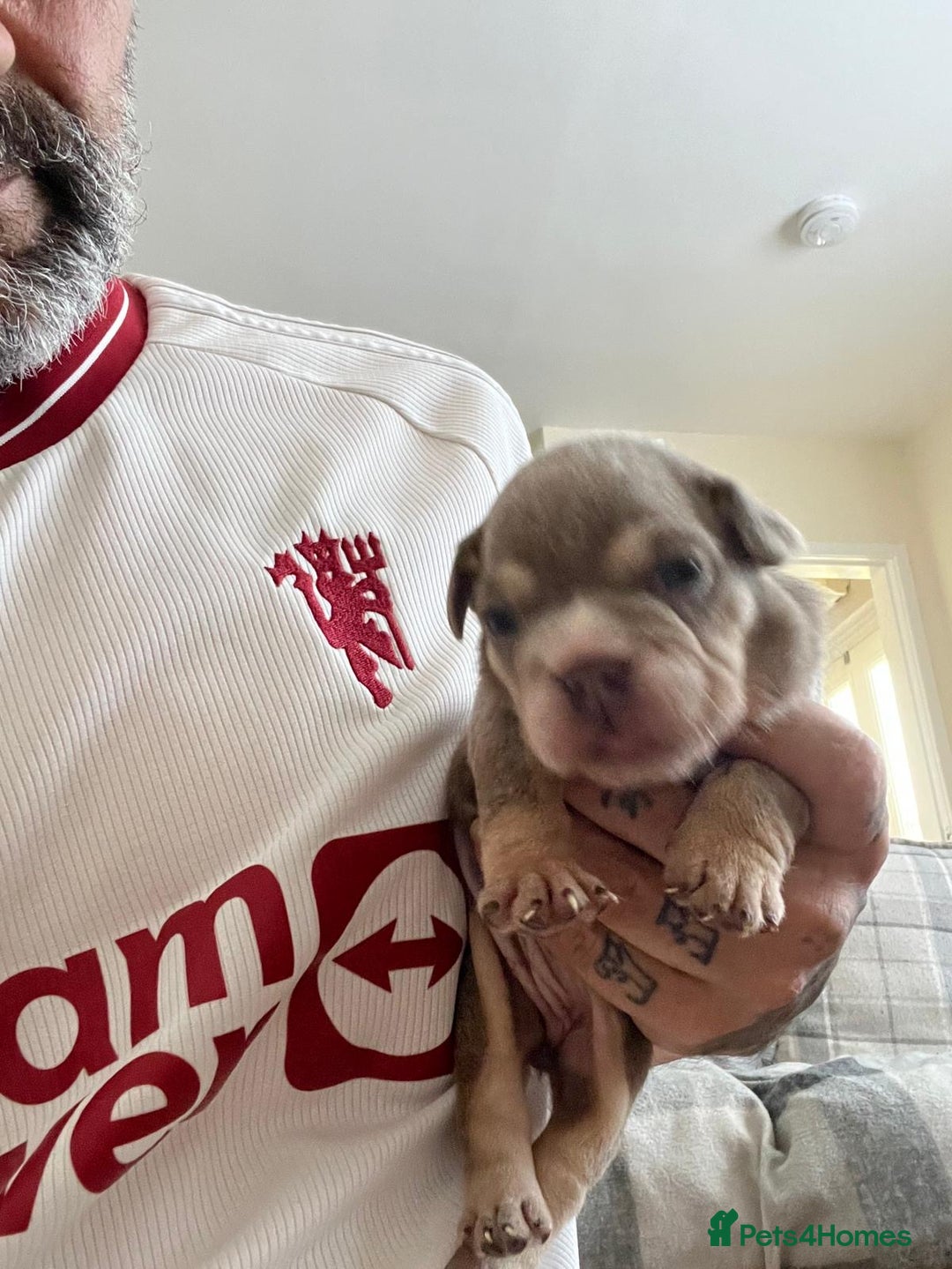 English Bulldog dogs for sale: English Bulldogs  - Image 30