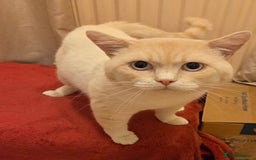 British Shorthair cats for sale: Pedigree GCCF Boy British Shorthair Colourpoint - Image 5