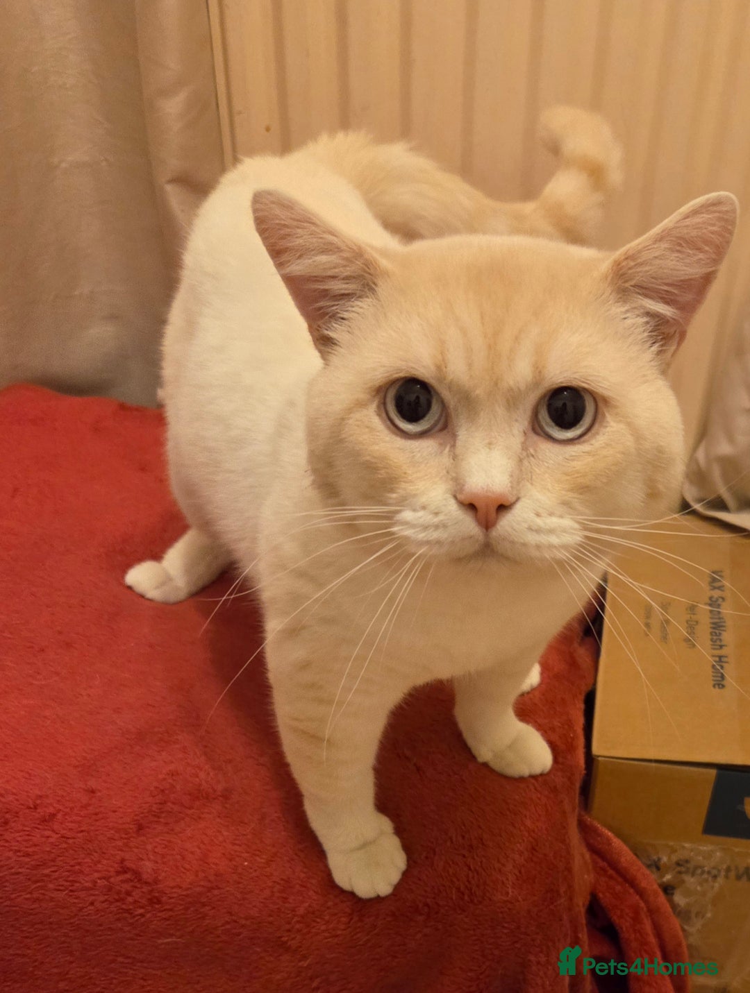 British Shorthair cats for sale: Pedigree GCCF Boy British Shorthair Colourpoint - Image 5