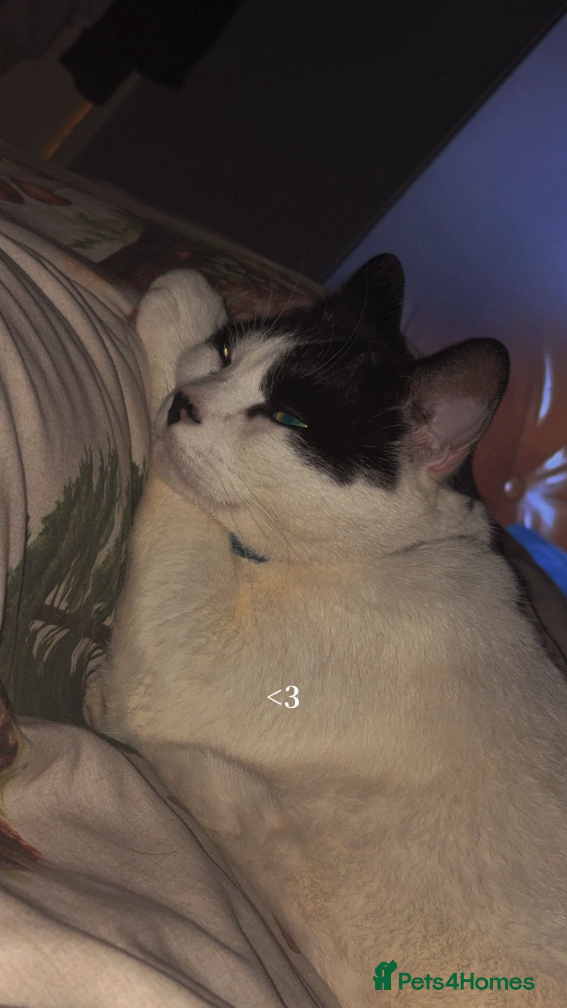 Mixed Breed cats Beautiful boy for rehoming  - Advert 11