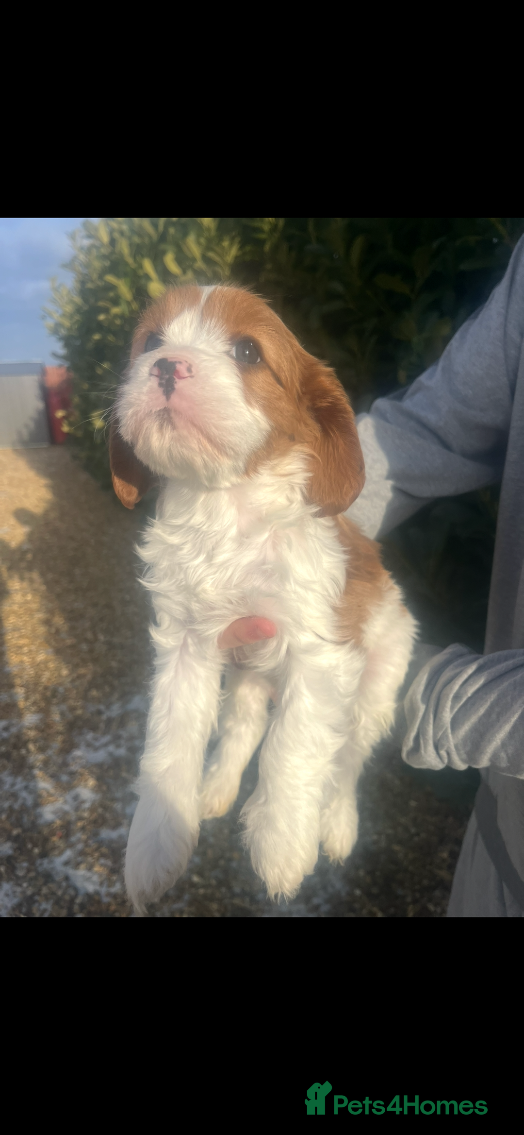 Cavapoo dogs for sale: Cavapoo Boys Only  - Advert 1