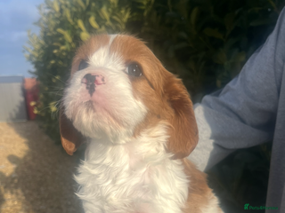 Cavapoo dogs Cavapoo Boys Only - Advert 9