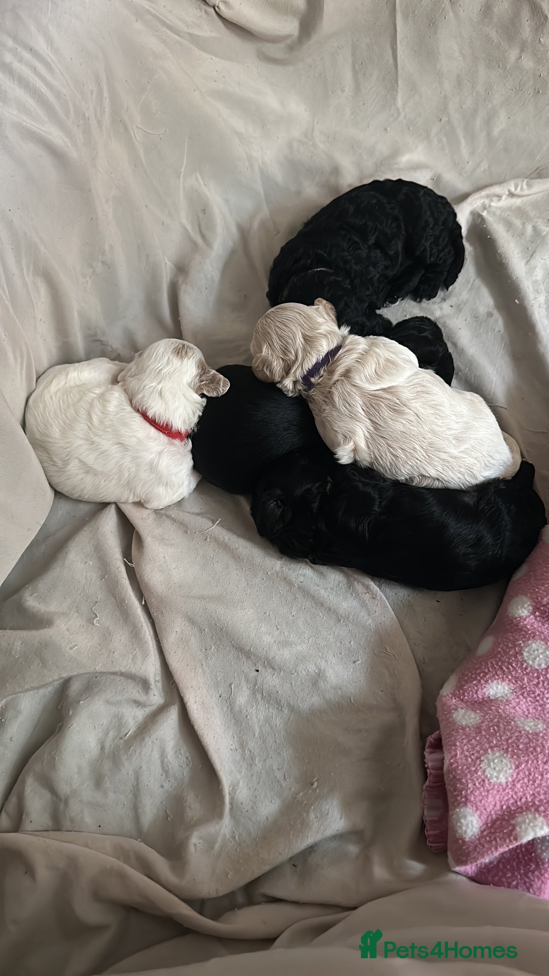 Cockapoo dogs for sale: Beautiful F1B cockapoo puppies READY TO GO - Image 12