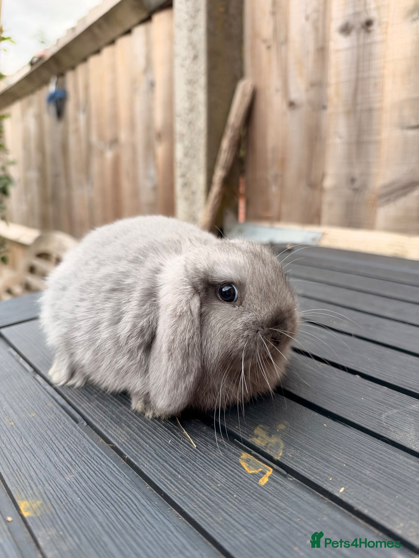 Mini Lop rabbits Mini Lop female bunny for forever homes - Advert 15