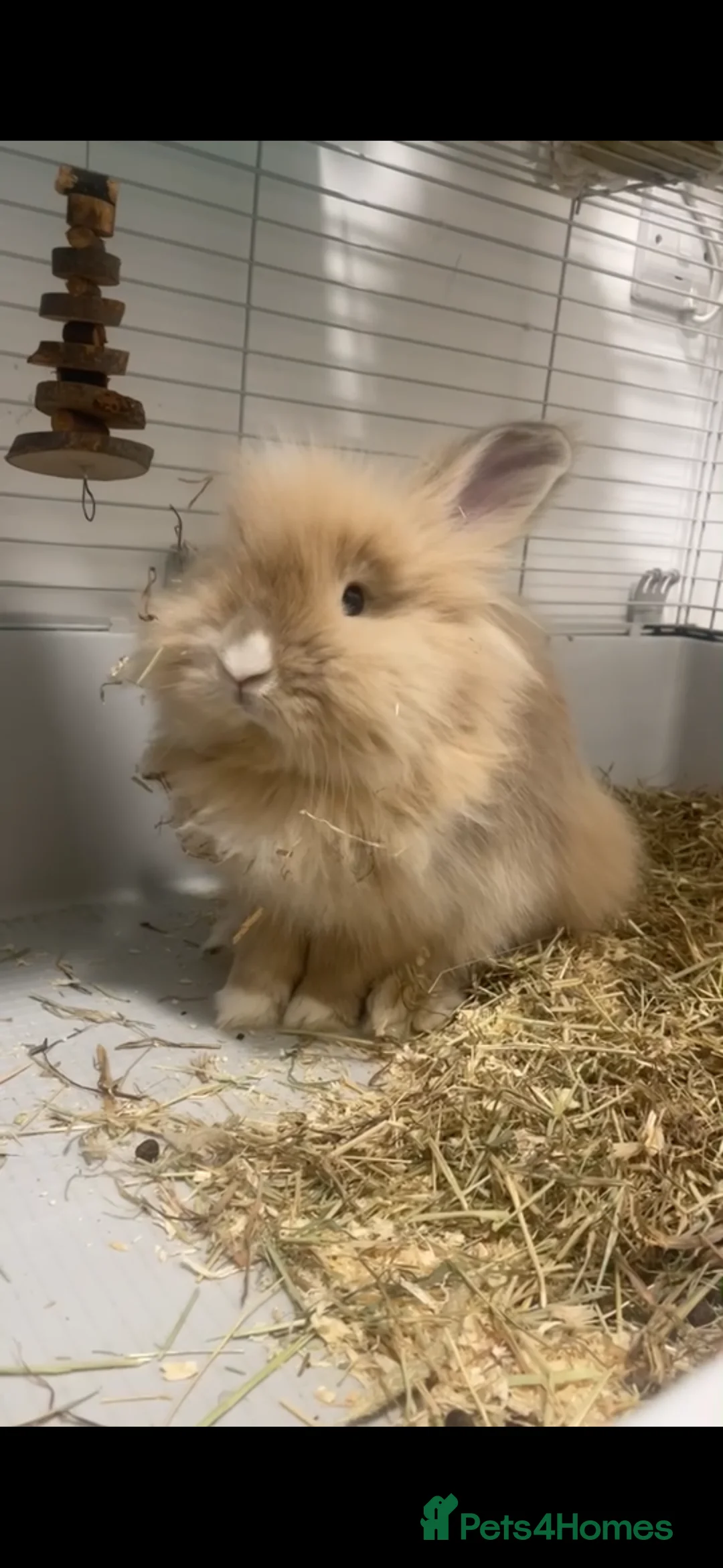 Lionhead rabbits for sale: Rare lion head rabbit  in Luton - Advert 1