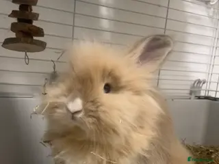 Lionhead rabbits Rare lion head rabbit in Luton - Advert 4