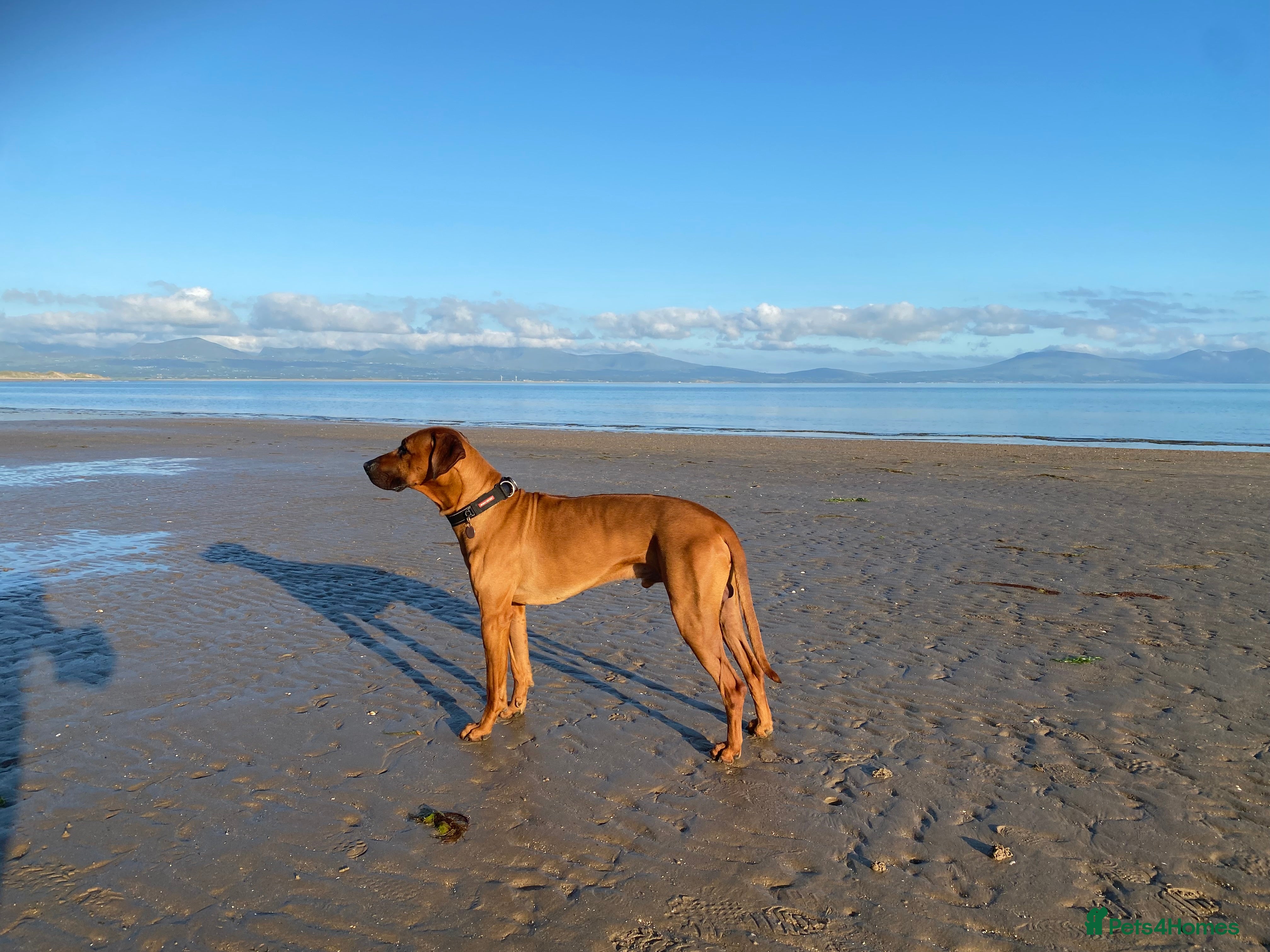 Rhodesian Ridgeback dogs Proven KC Reg Fully Health Tested RR for Stud in Bolton - Advert 9